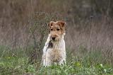 FOX TERRIER 496